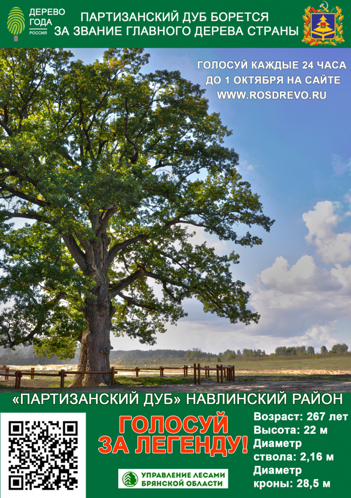 Баннер партизанский дуб.jpg